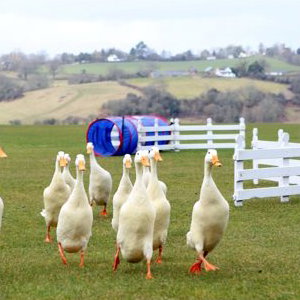 Duck Herding