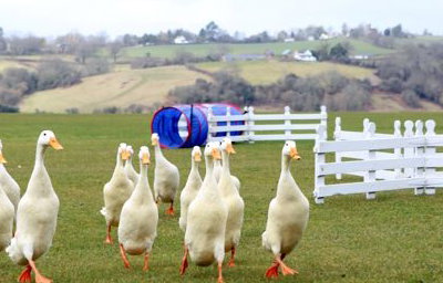Duck Herding