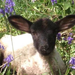 Our animals live in a beautiful rural environment - please see website for details 
