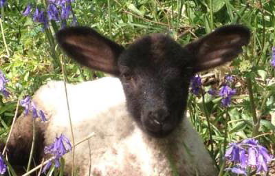 Our animals live in a beautiful rural environment - please see website for details 