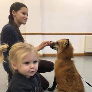 Vincent the fox