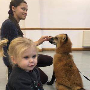 Vincent the fox