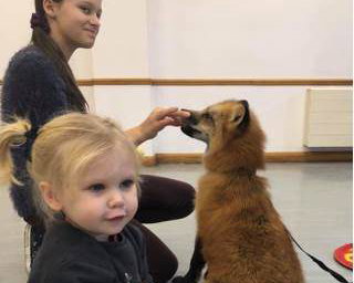 Vincent the fox