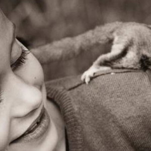 Sugar Glider