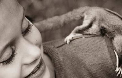 Sugar Glider