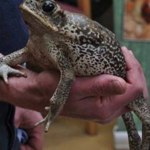 Animal Visits