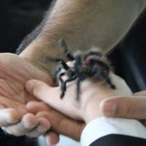 Here's Vanessa Our Pink Toe Tarantula!