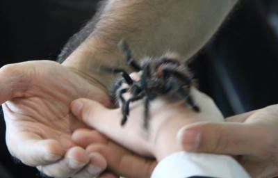 Here's Vanessa Our Pink Toe Tarantula!