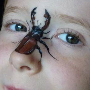 Stag Beetle