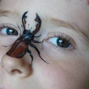 Stag Beetle