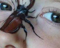 Stag Beetle