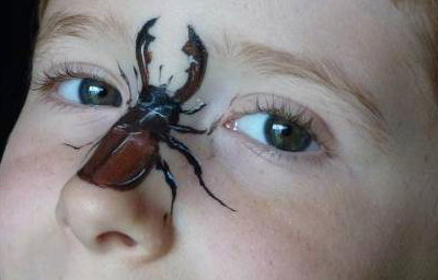 Stag Beetle