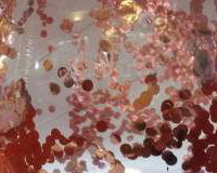 Clear bubble rose gold confetti