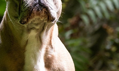Hairy Dog Photography