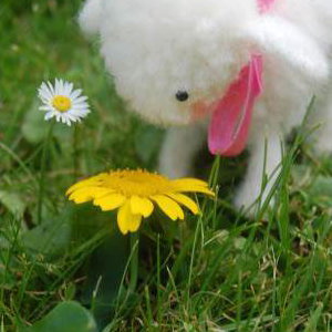 Wooly Critters Workshop