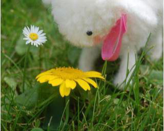 Wooly Critters Workshop
