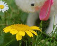 Wooly Critters Workshop