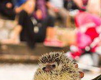 Justin and an African Hedgehog