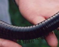 Giant Millipede