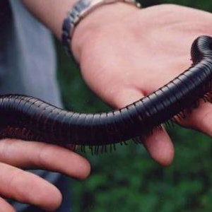 Giant Millipede