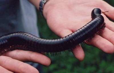 Giant Millipede
