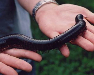 Giant Millipede