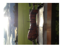 Treacle Town Hog Roast And Event Catering logo
