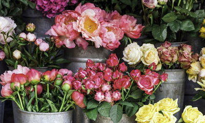 Ginger Lily Florists