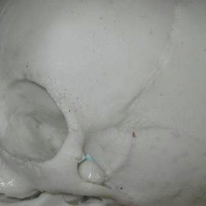 Skull Prop