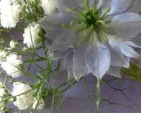 buttonhole