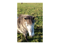 Halona Horses Ltd Pony Party logo