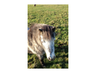 Halona Horses Ltd Pony Party