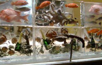Seafood Display Ice Wall