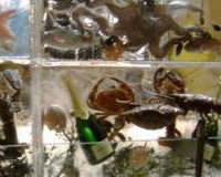 Seafood Display Ice Wall