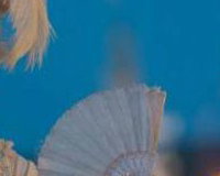Marie Antoinette