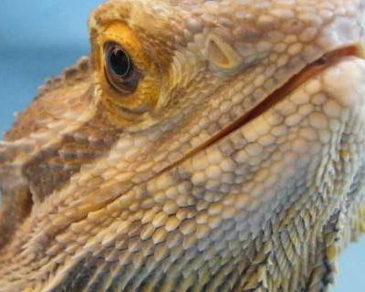 Horatio