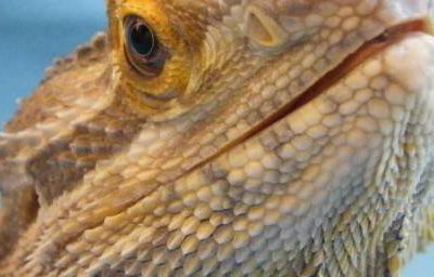 Horatio