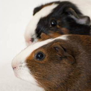 Nancy and Peggy