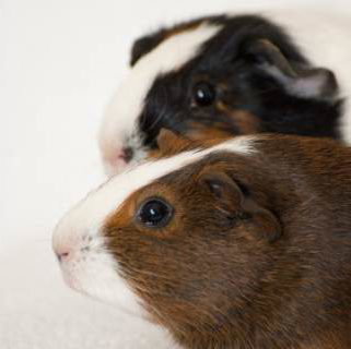 Nancy and Peggy