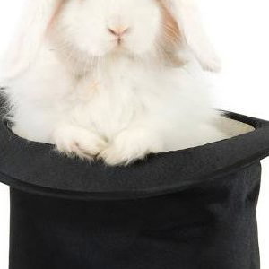 Live White Rabbit