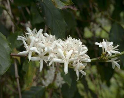 Coffee Starts as a White Flower ...