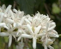 Coffee Starts as a White Flower ...