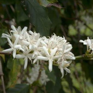Coffee Starts as a White Flower ...