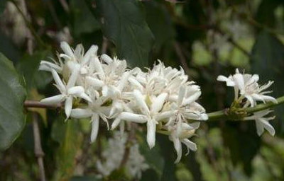 Coffee Starts as a White Flower ...
