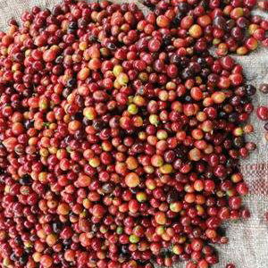 ... Which Produce Red Fruits or "Cherries".