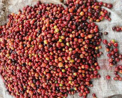 ... Which Produce Red Fruits or "Cherries".