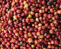 ... Which Produce Red Fruits or "Cherries".