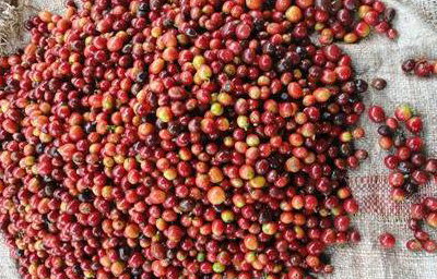... Which Produce Red Fruits or "Cherries".