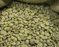 ... to Extract the Green Coffee Beans.