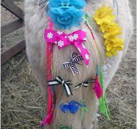 Stanwick Party Ponies